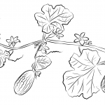 Ogórek