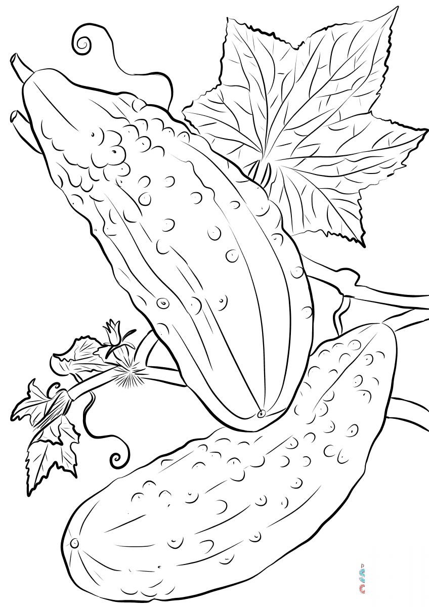 Cucumbers