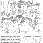Leopard Darter