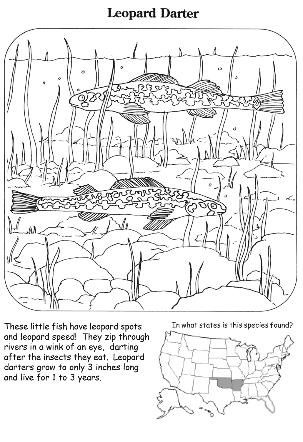 Leopard Darter