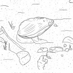Ohio River Mussels