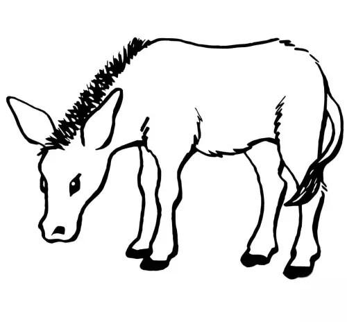 kolorowanka Osioł
