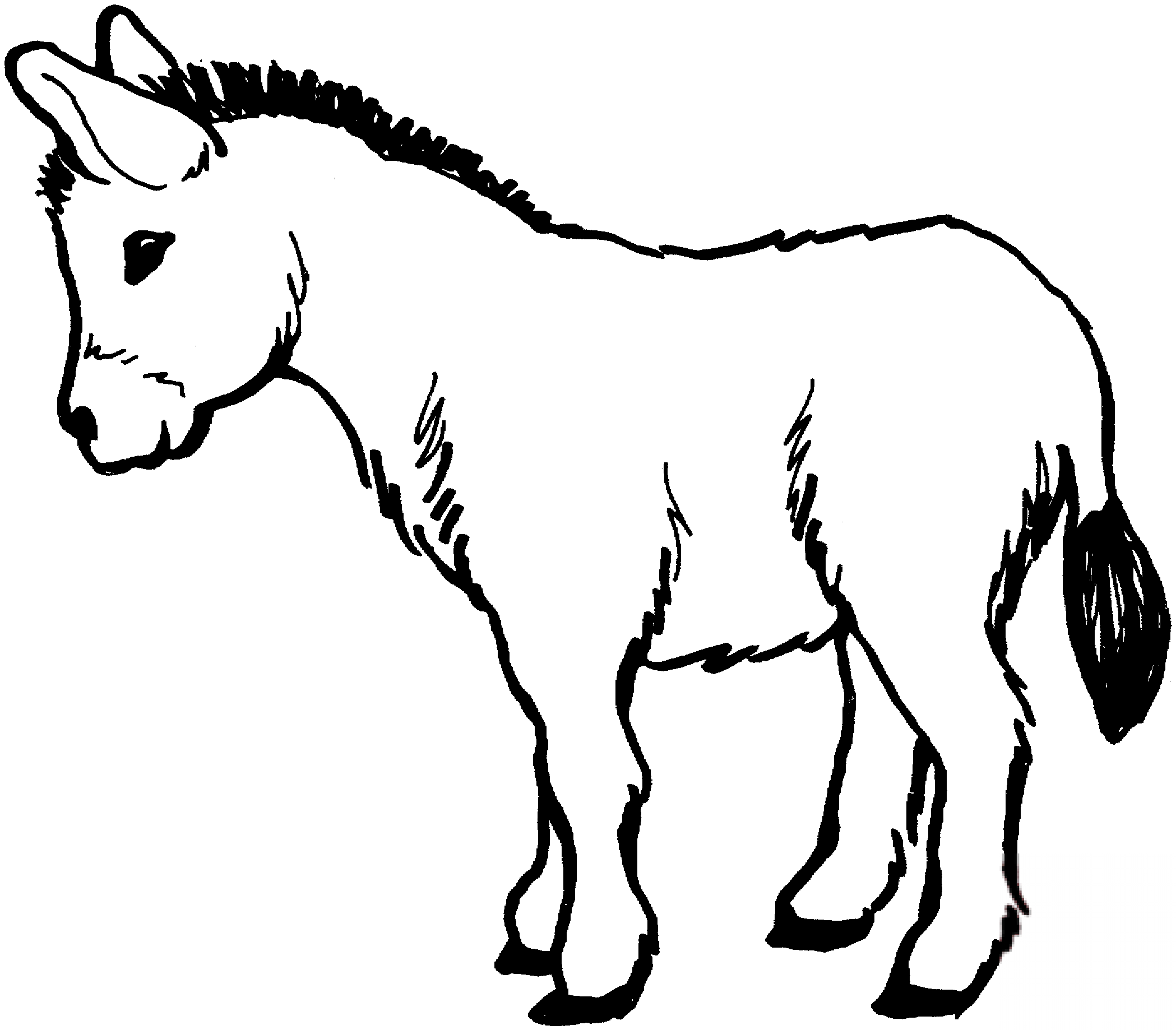 Osioł
