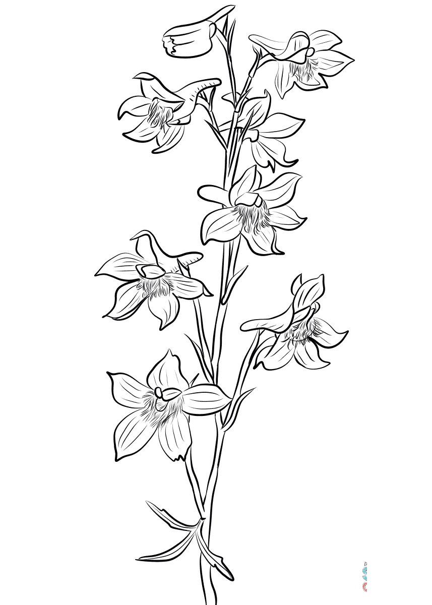 kolorowanka Ostróżka