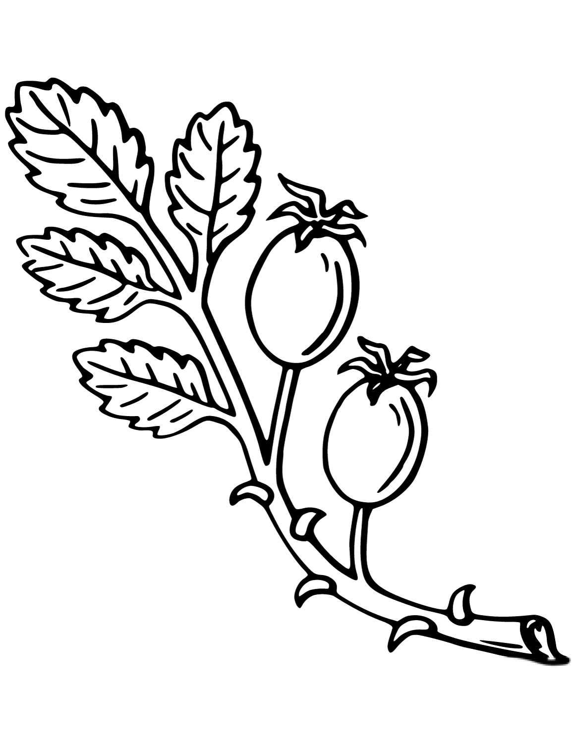 Rose hip