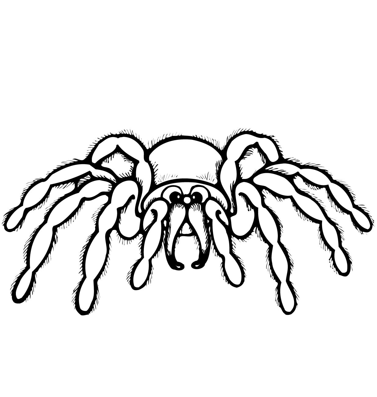 Cartoon Spider