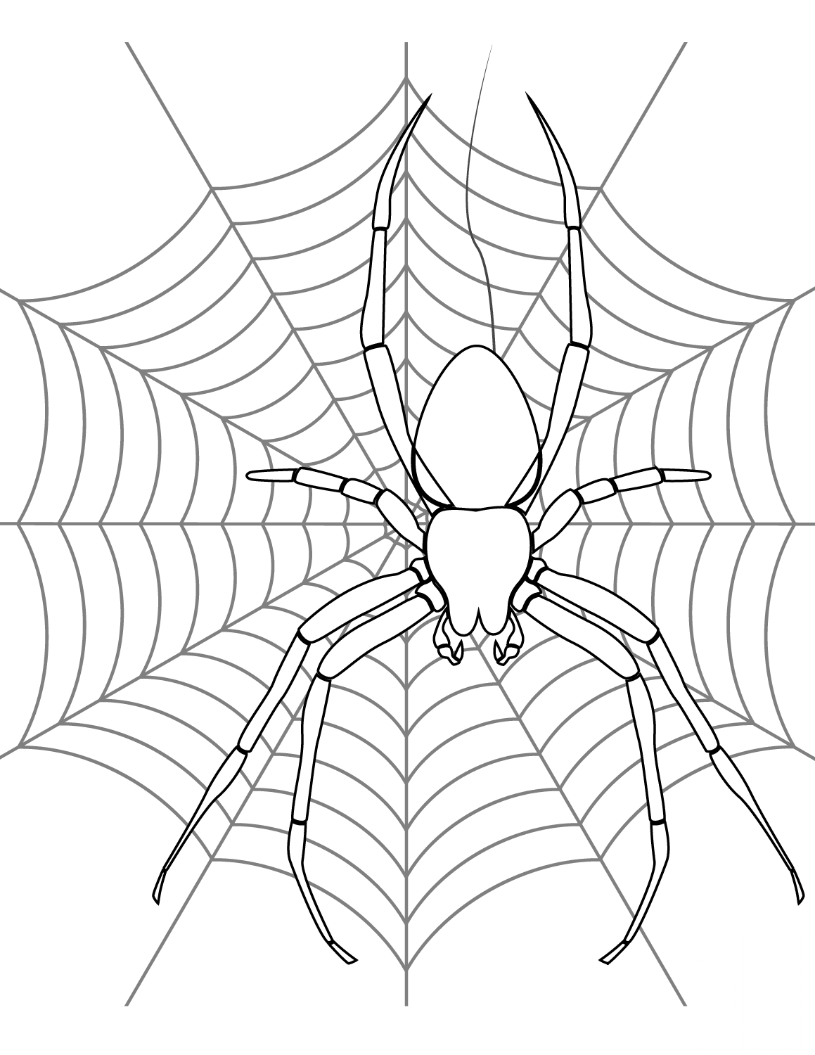 Spider on its Web