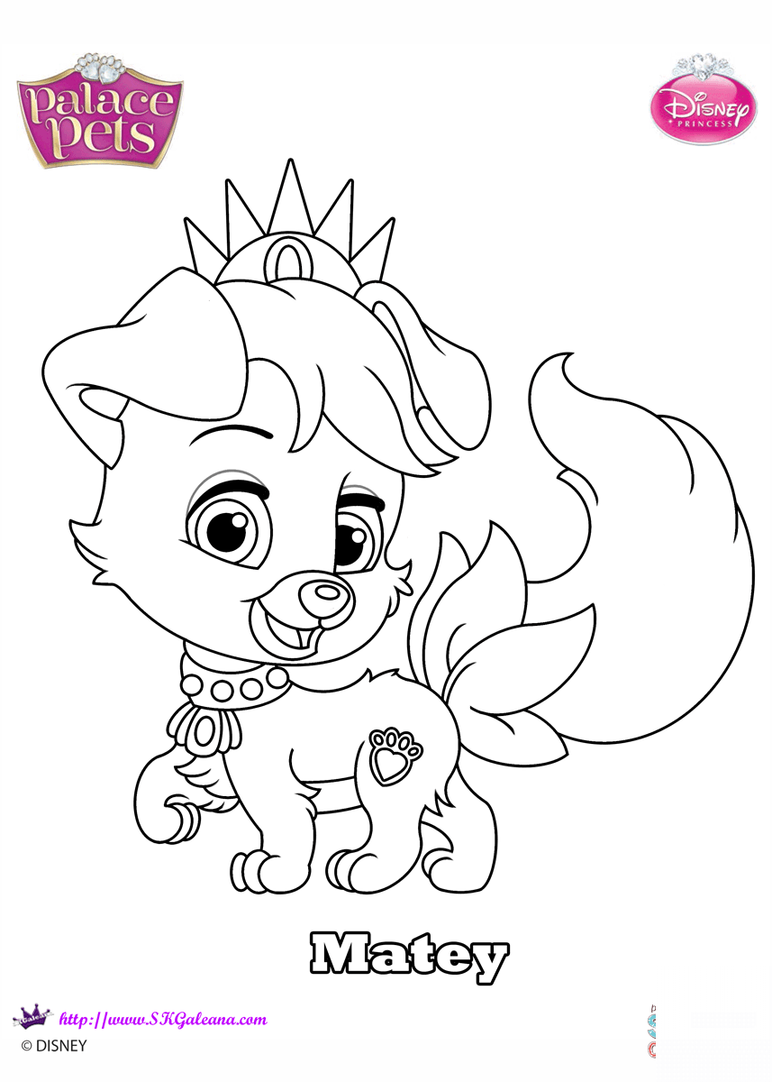 Palace Pets Matey