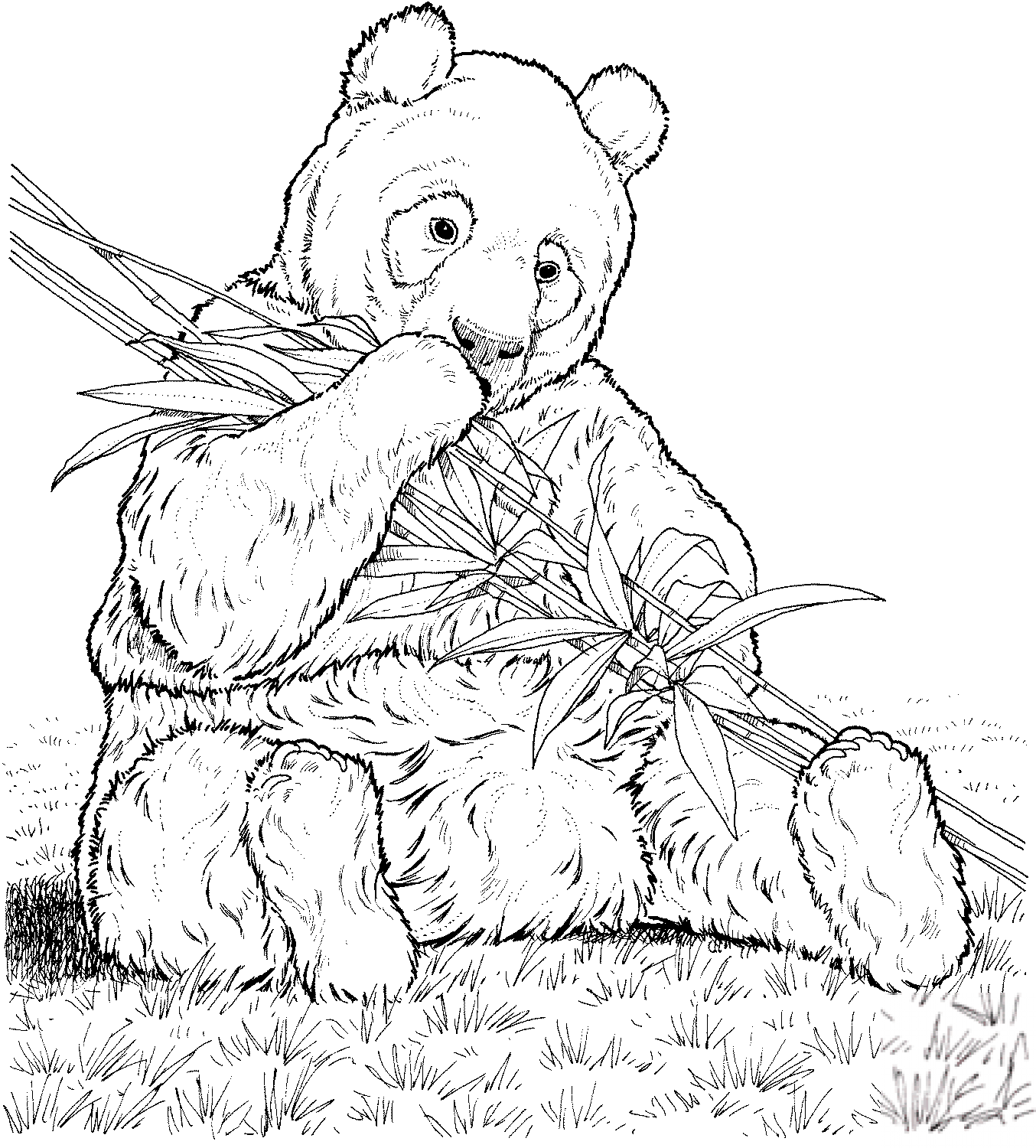 Panda je bambus