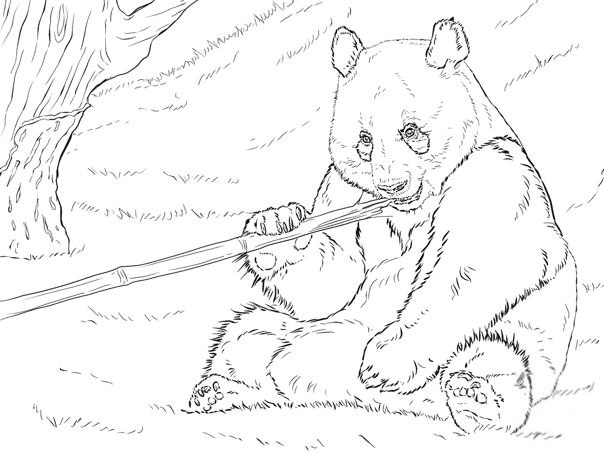 Panda wielka jedząca bambus