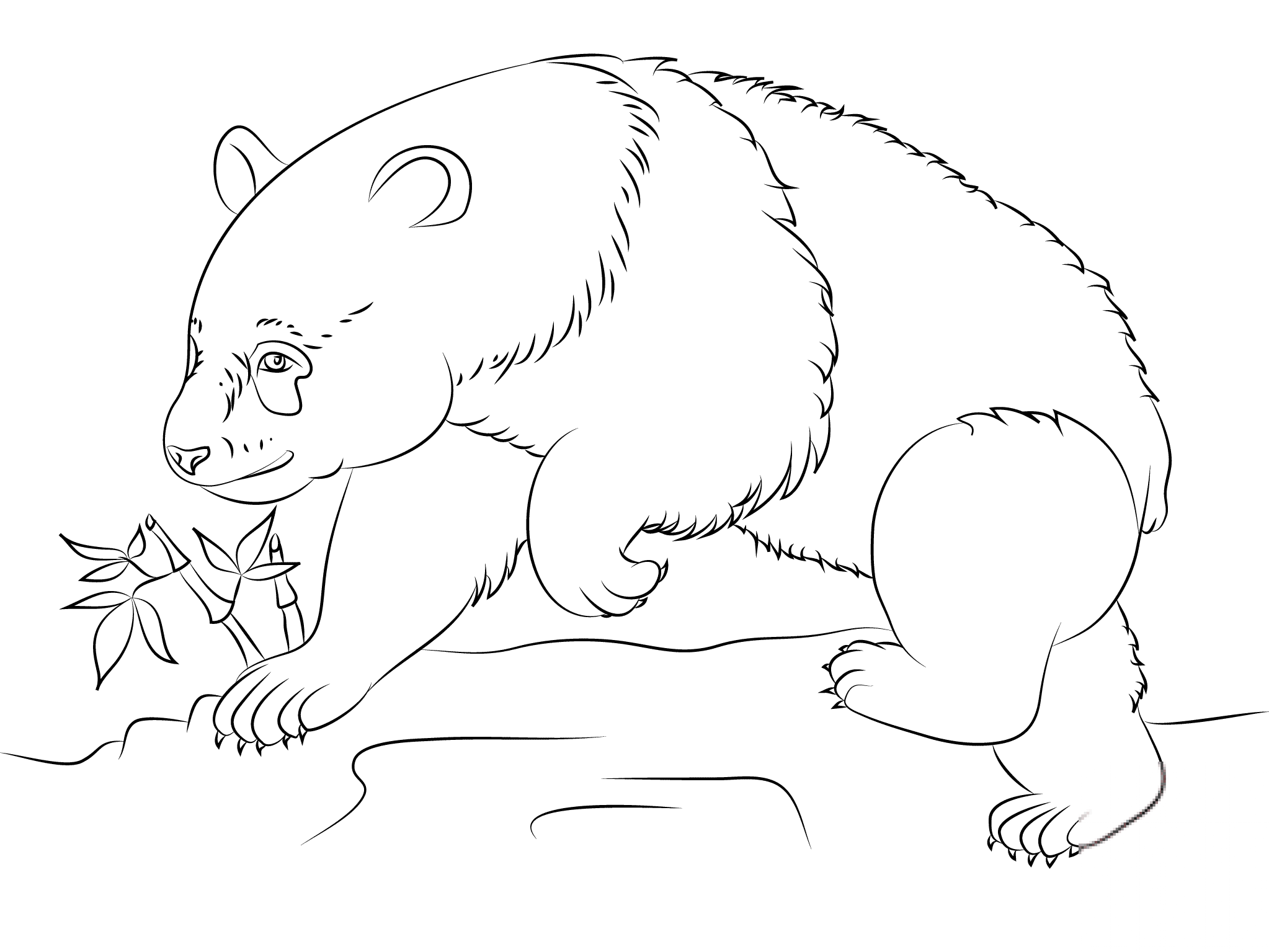 Miś panda