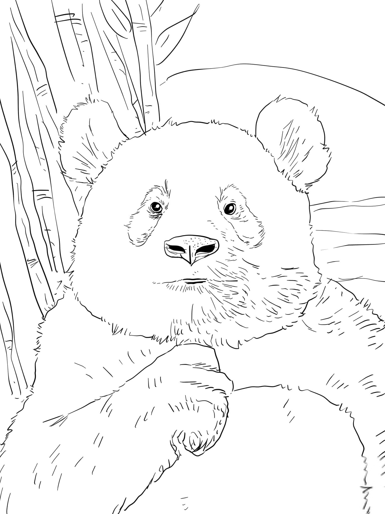 Portret pandy