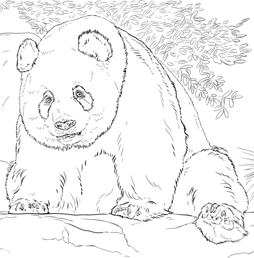 kolorowanka Panda wielka