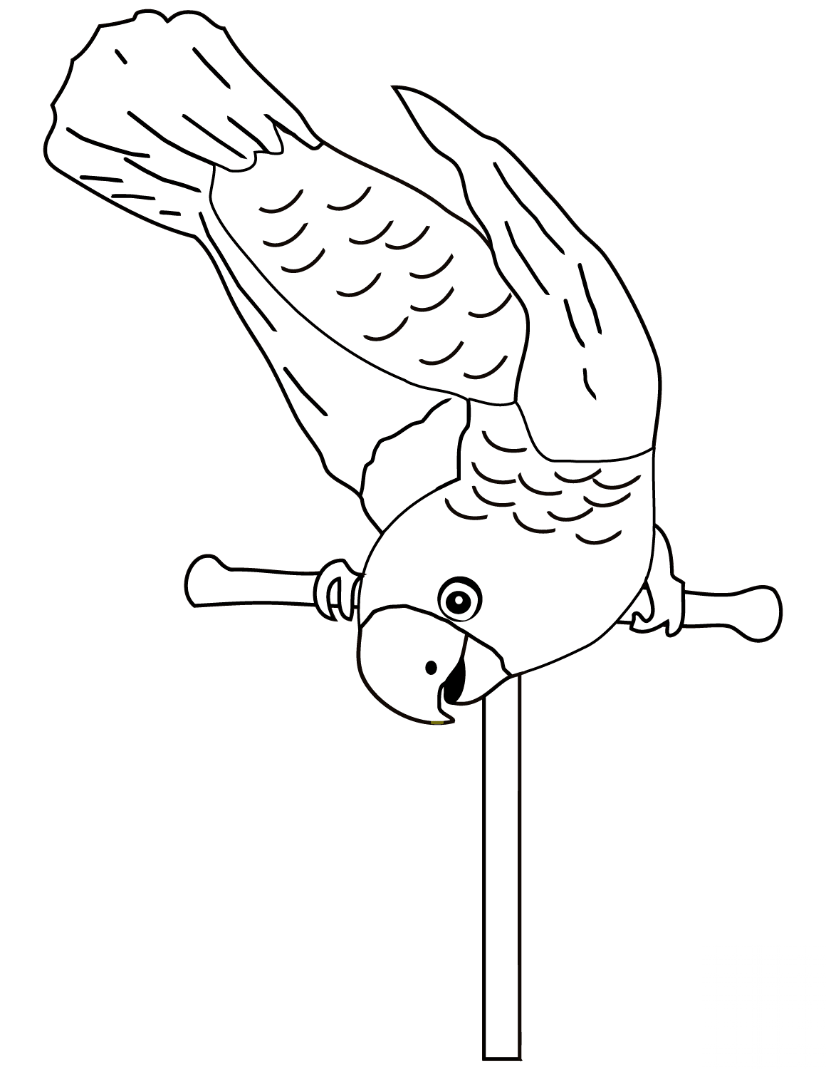 Parrot on Perch