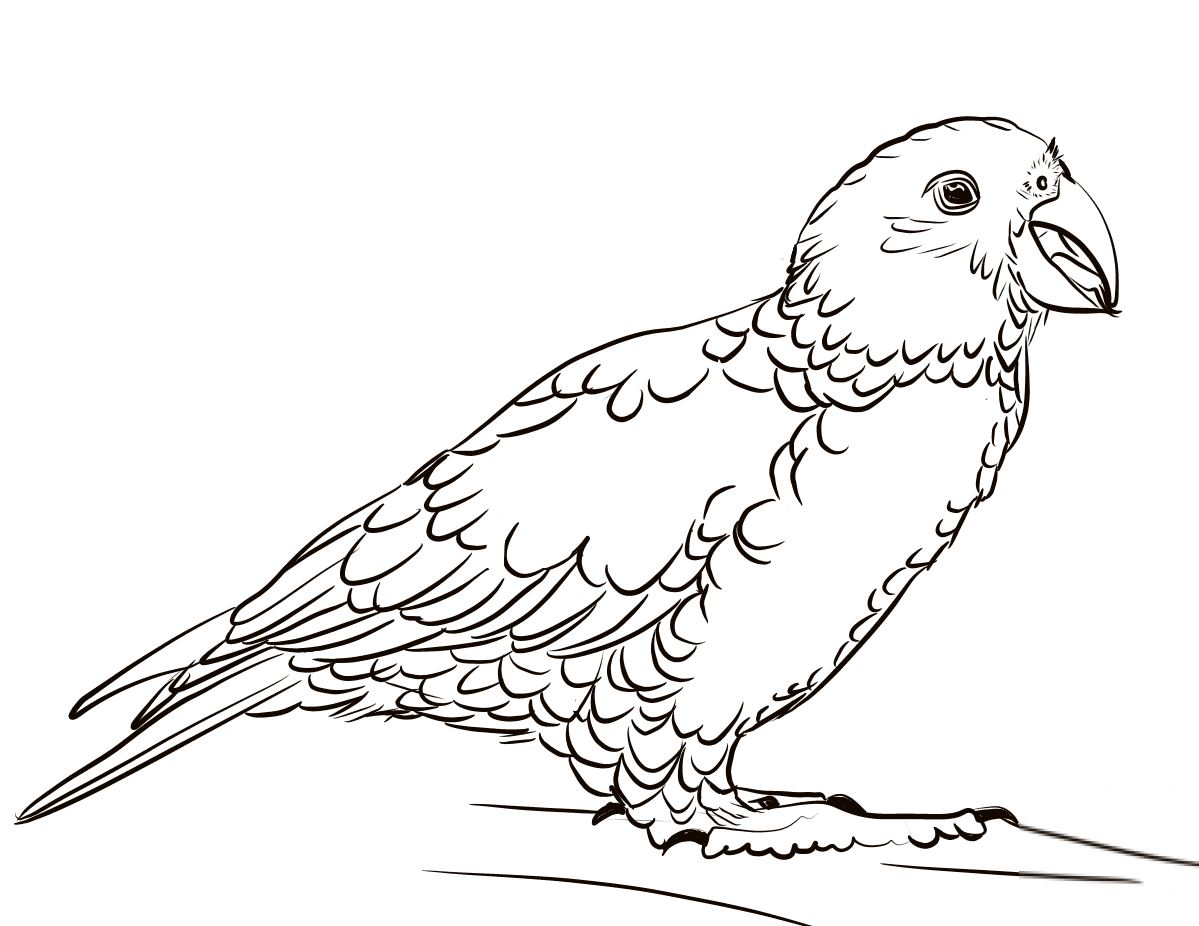 Kea