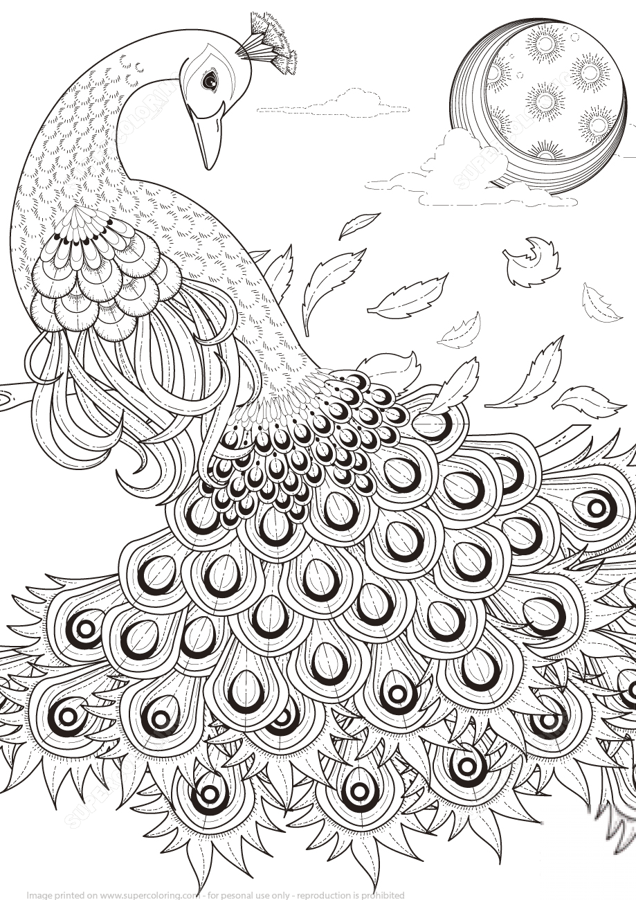 Graceful Peacock