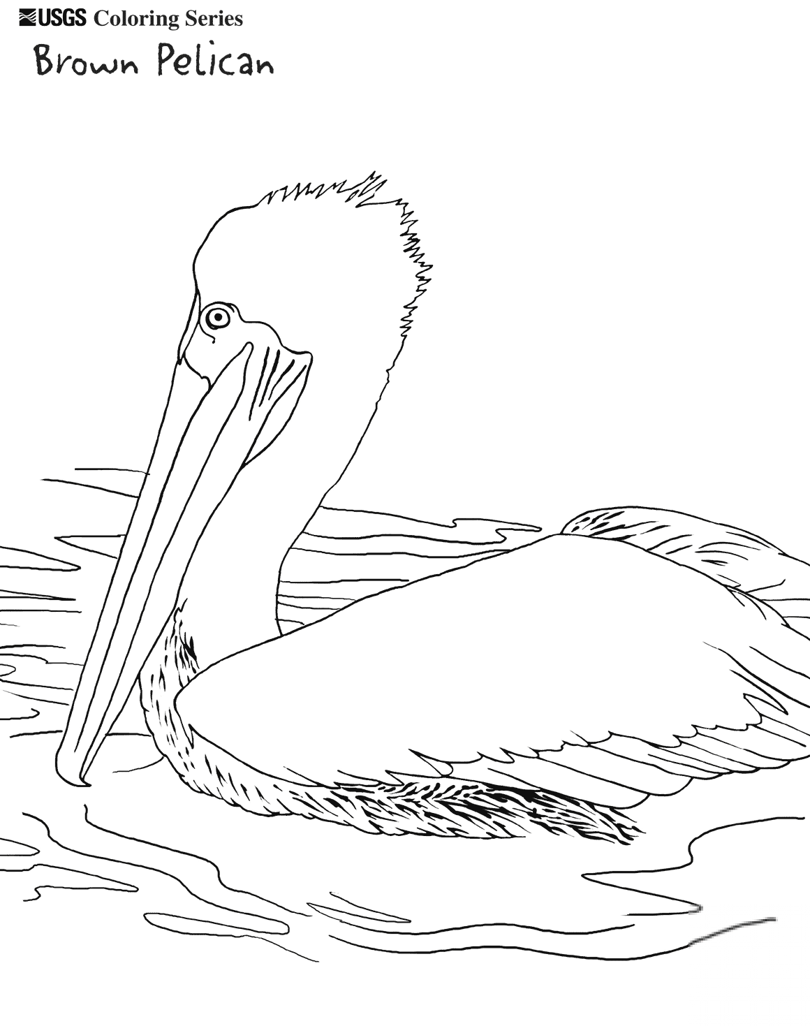 Pelikan brunatny