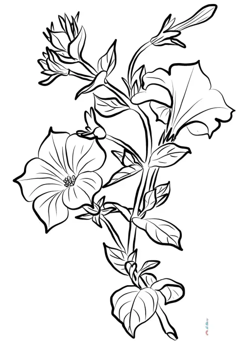 kolorowanka Petunia