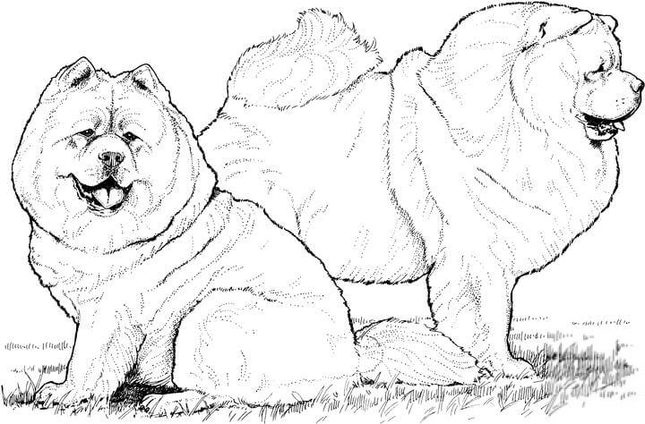 Dwa psy chow chow