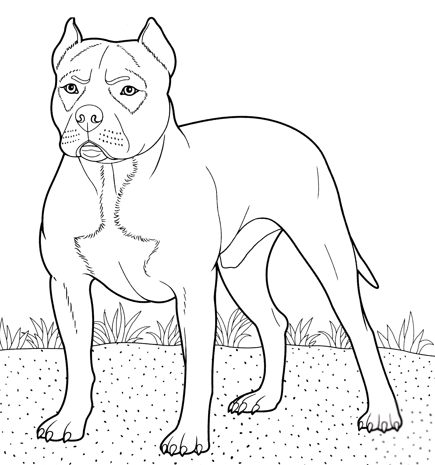 Amerykański pitbulterier