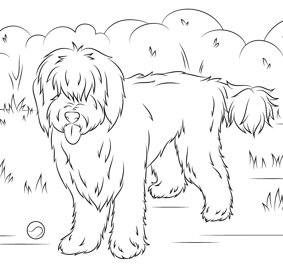 Labradoodle
