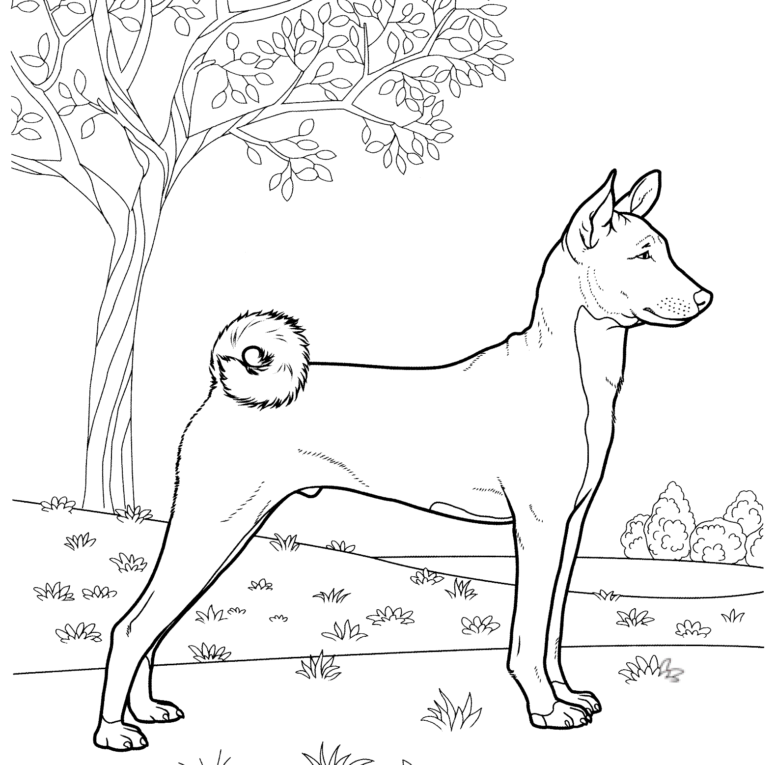 Basenji