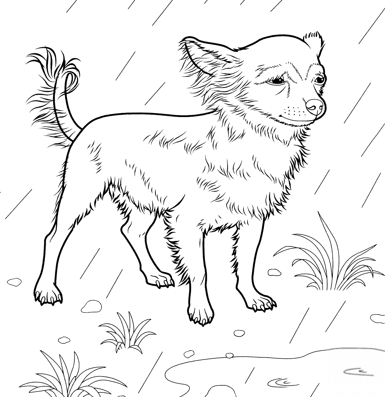 Chihuahua