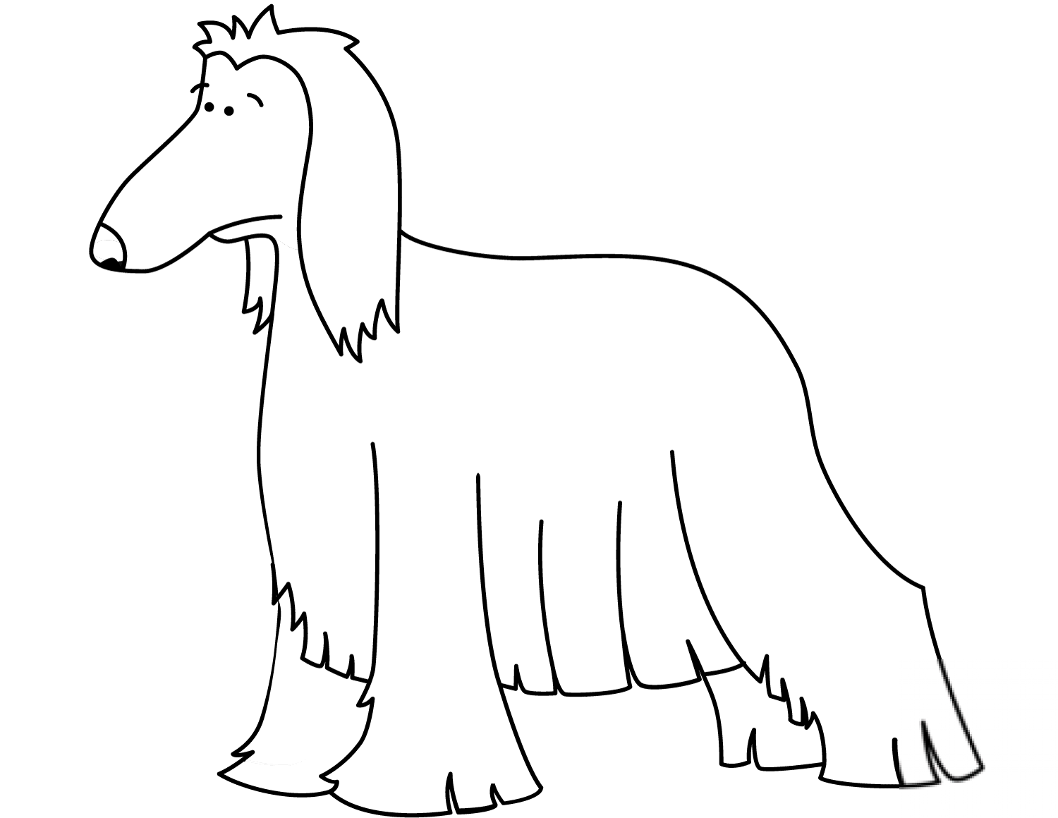Funny Afghan Hound