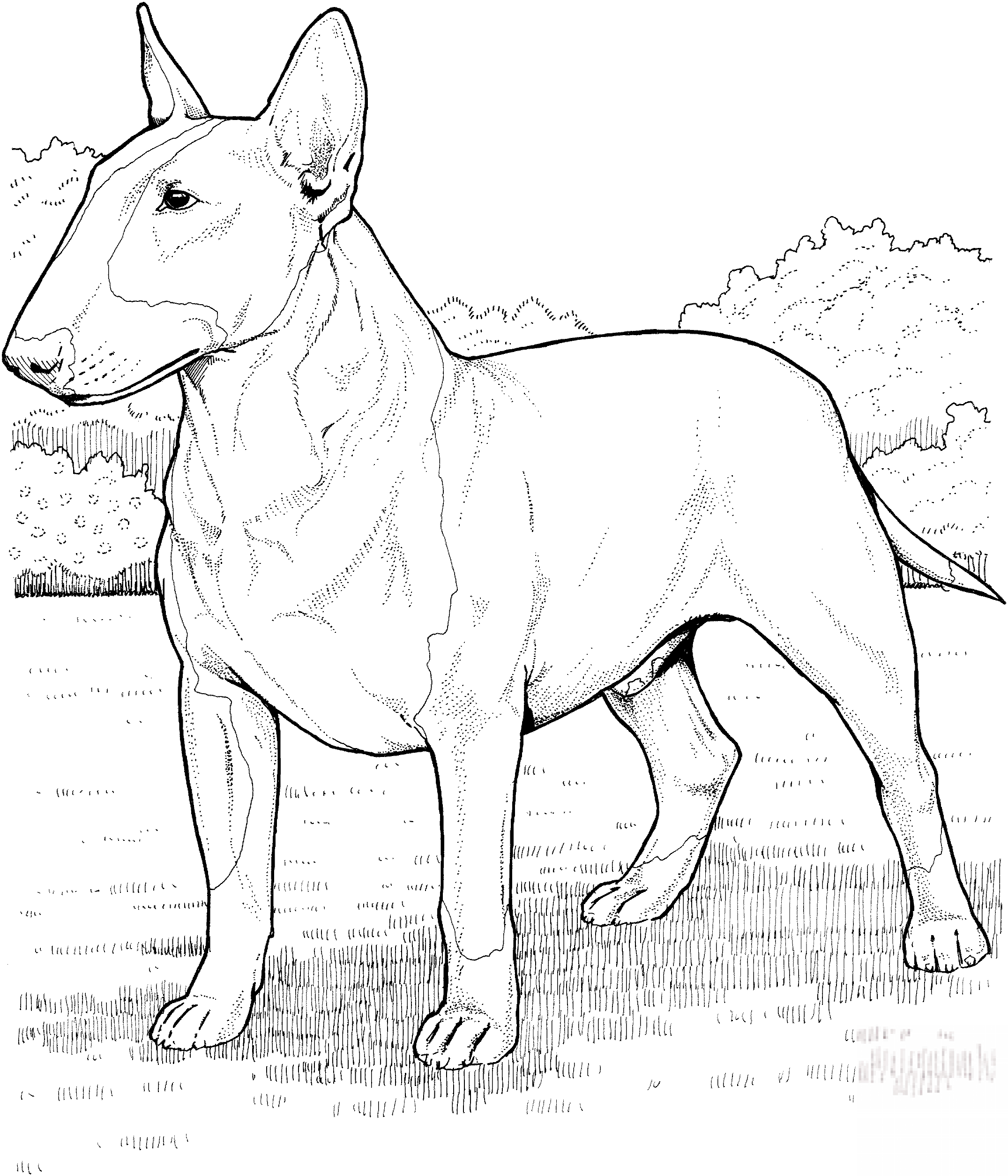 Bulterier
