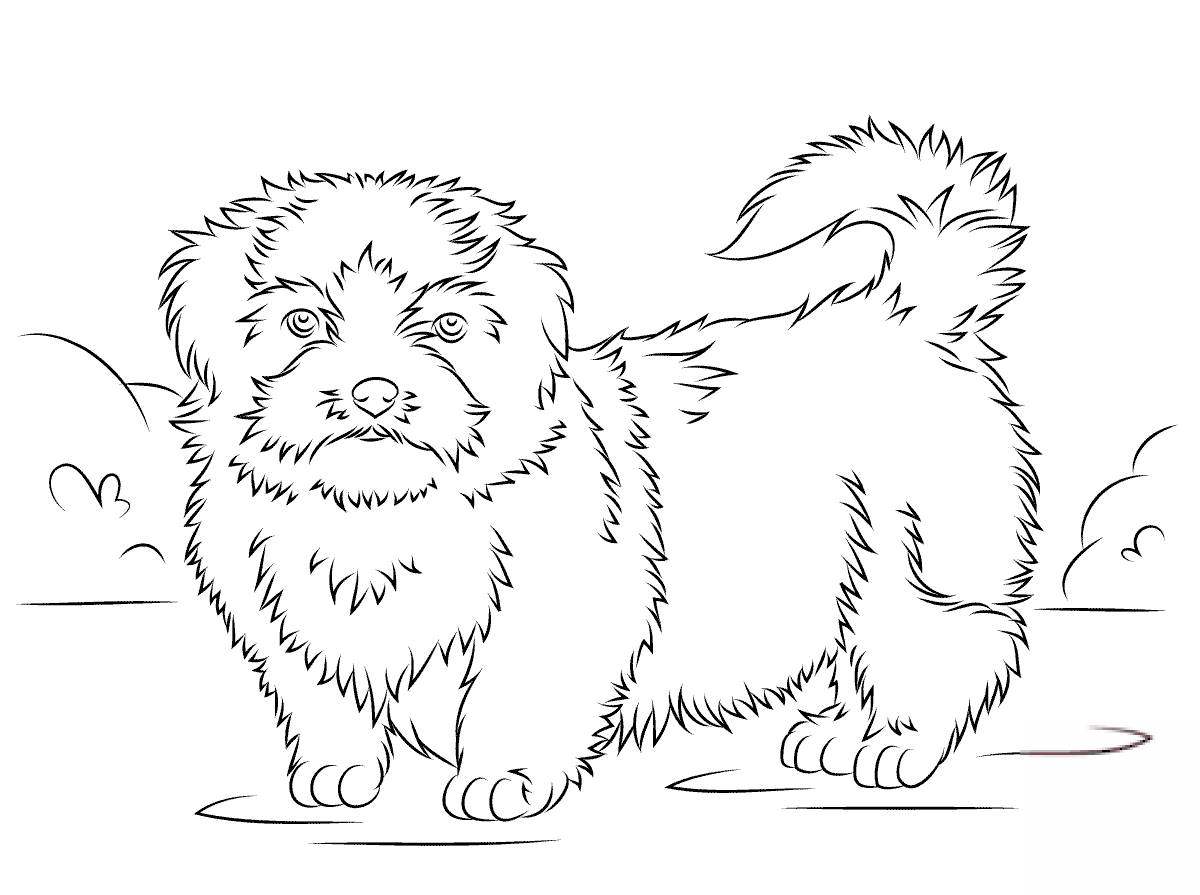Shih tzu