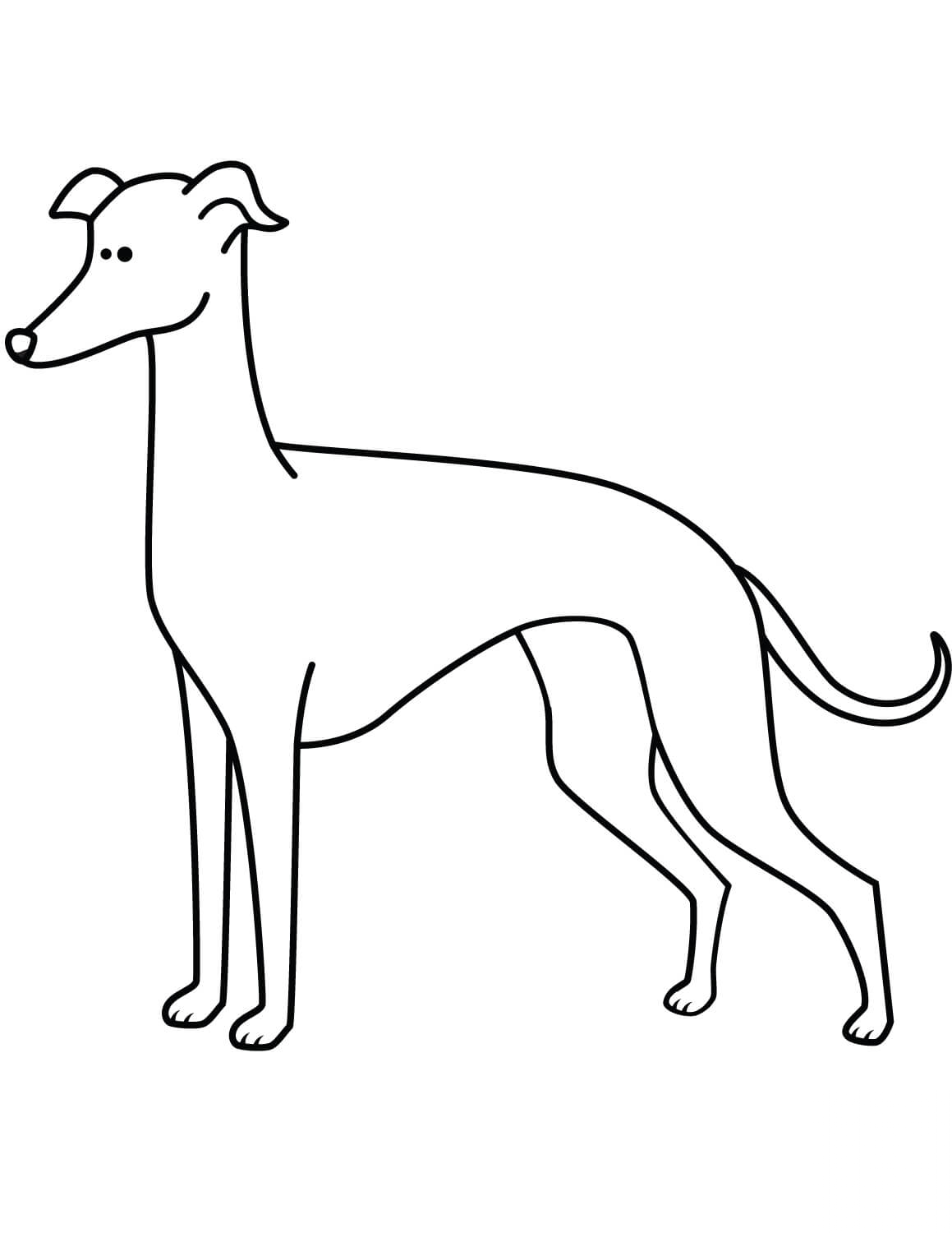 Funny Greyhound