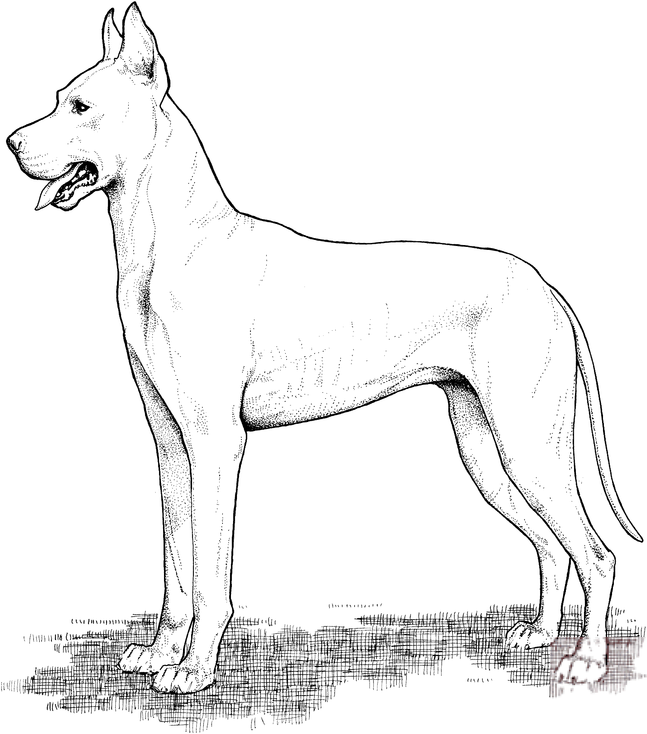 Dog niemiecki