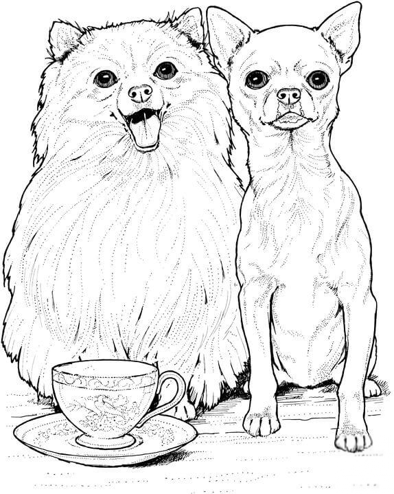 Pomeranian i chihuahua