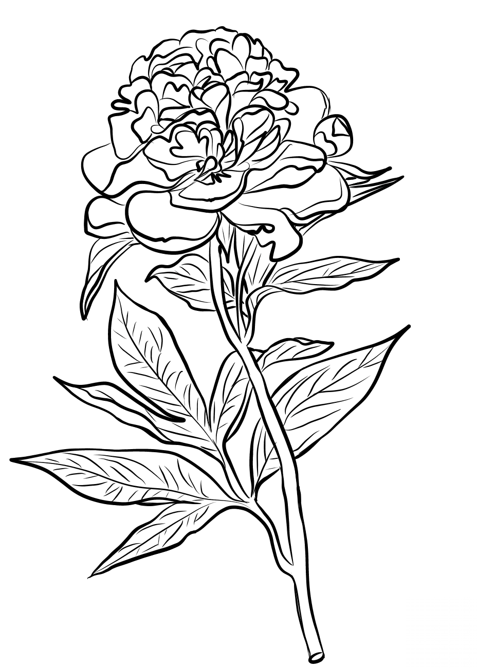 Chinese Peony