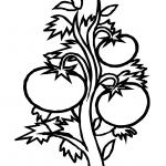 Tomato Plant