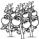 Tomatoes Plants