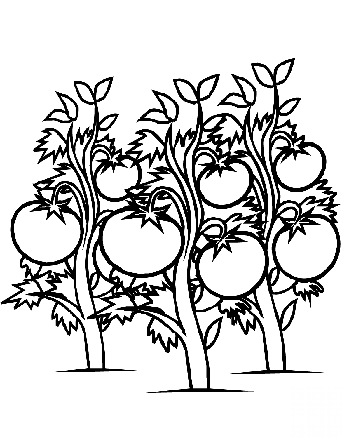 Tomatoes Plants