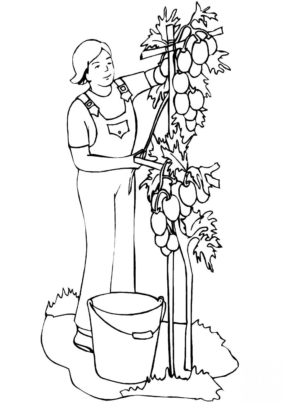 Man Planting Tomatoes