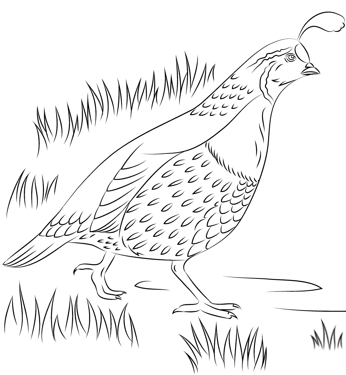 Przepiór kalifornijski