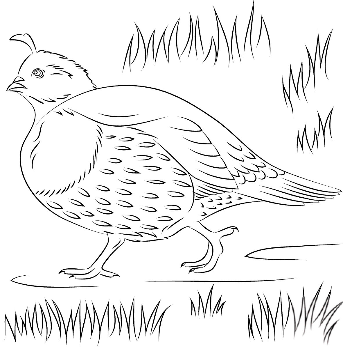 Przepiórka