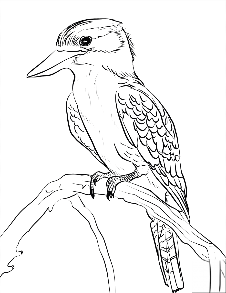 Kukabura