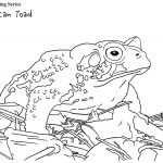 American Toad