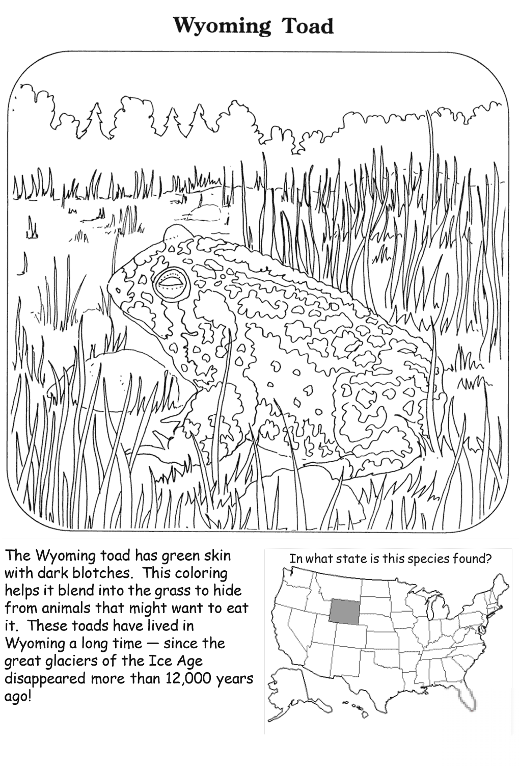 Wyoming Toad