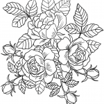 Roses Flowers