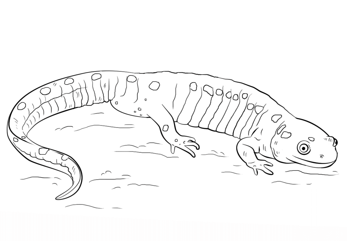 Salamandra