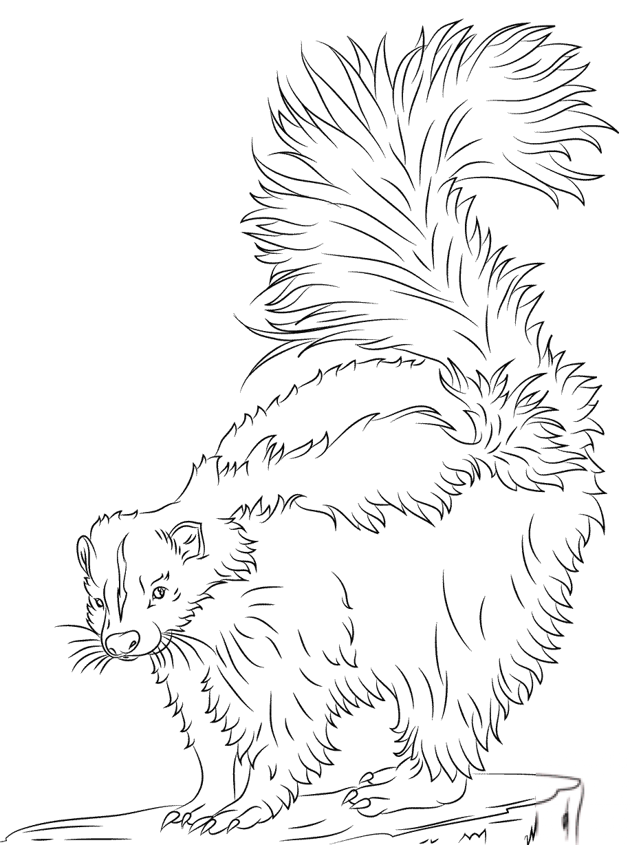 kolorowanka Skunks
