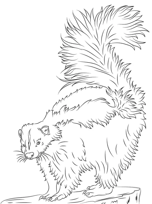 kolorowanka Skunks