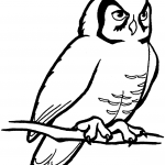 Siedząca sowa płomykówka