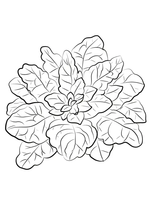 kolorowanka Spinach