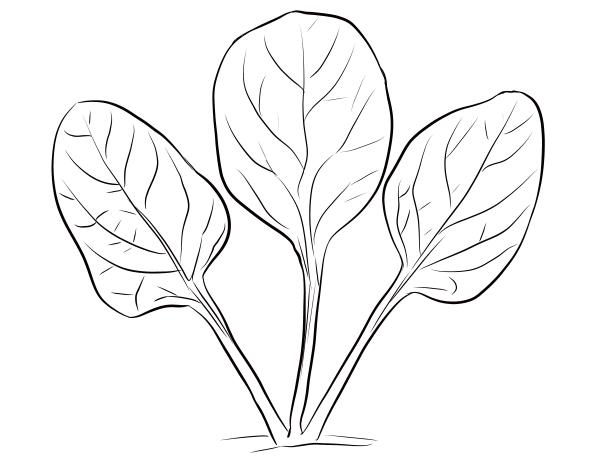Spinach Leaves